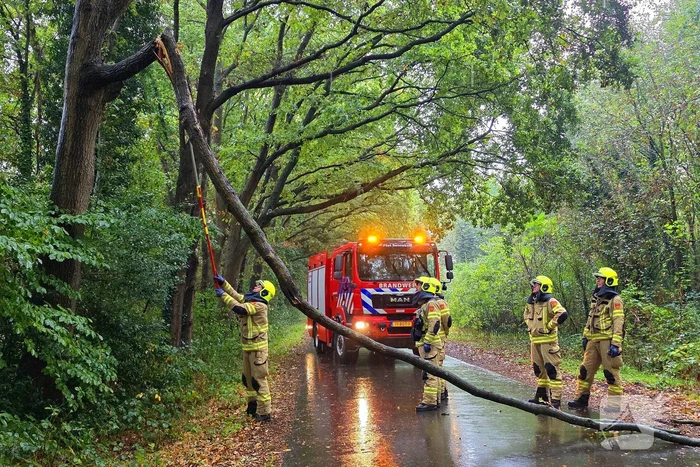 Brandweer verwijdert gevaarlijke tak uit boom