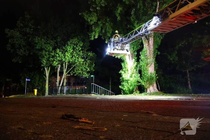 Boom getroffen door blikseminslag