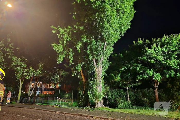 Boom getroffen door blikseminslag