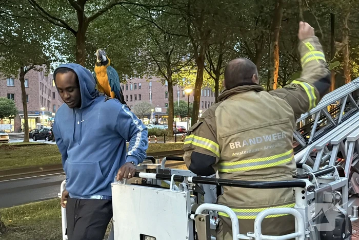 Papegaai uit boom gered
