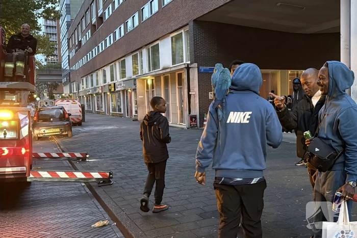 Papegaai uit boom gered