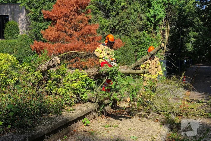 Storm doet boom omvallen op wegdek