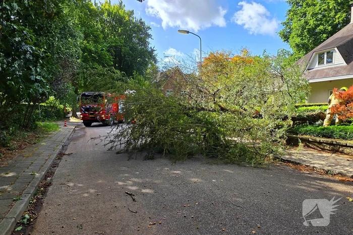 Storm doet boom omvallen op wegdek