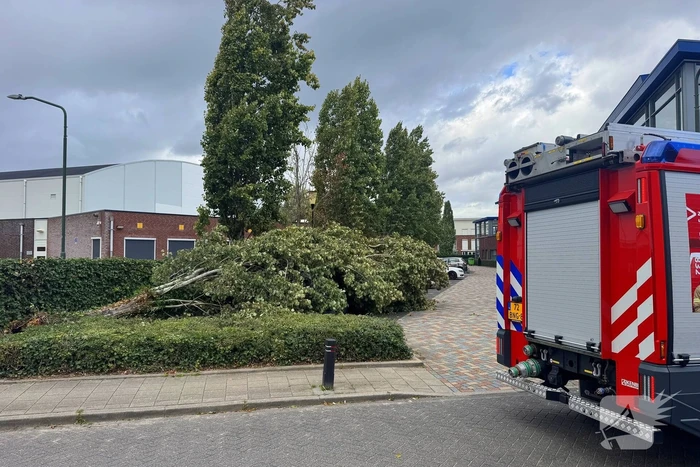 Omgevallen boom beschadigt meerdere auto's