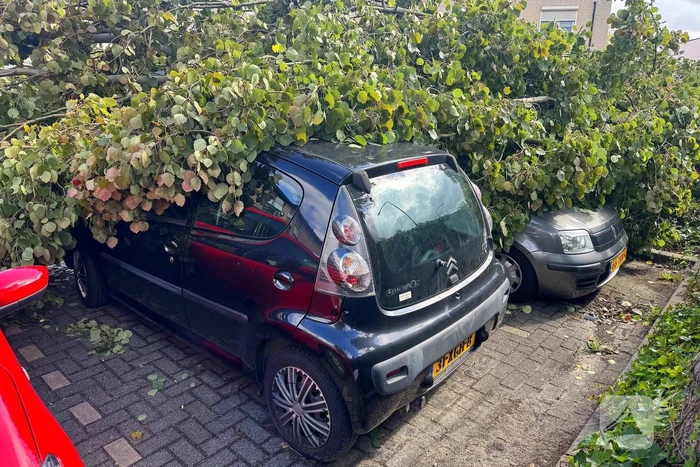 Omgevallen boom beschadigt meerdere auto's