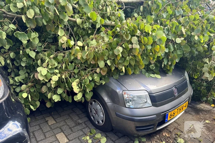 Omgevallen boom beschadigt meerdere auto's