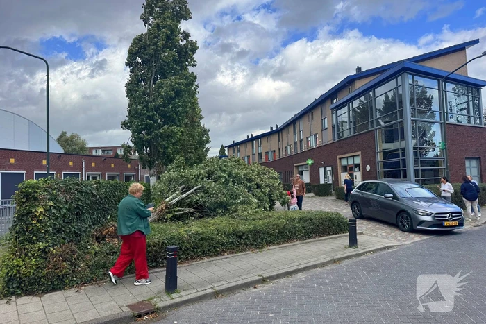 Omgevallen boom beschadigt meerdere auto's