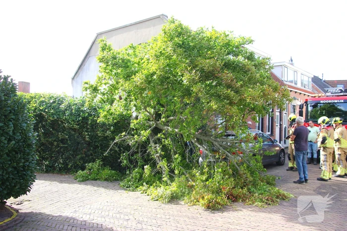 Brandweer in actie na omgewaaide boom