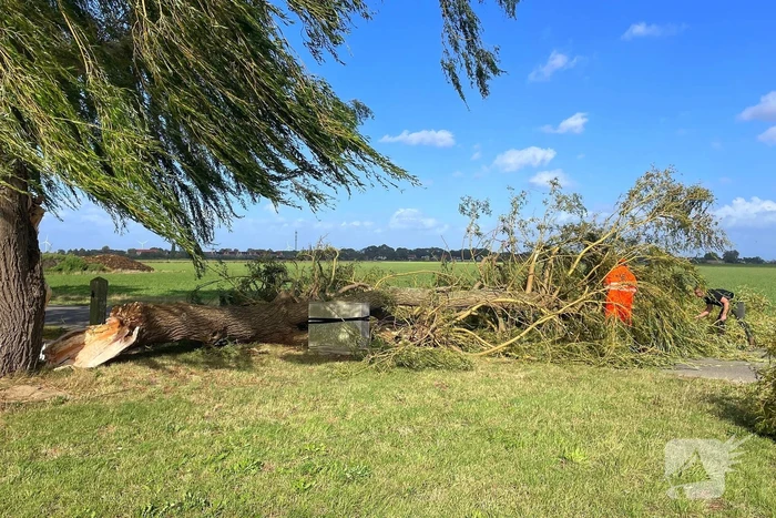 Omgevallen boom leidt tot verkeershinder