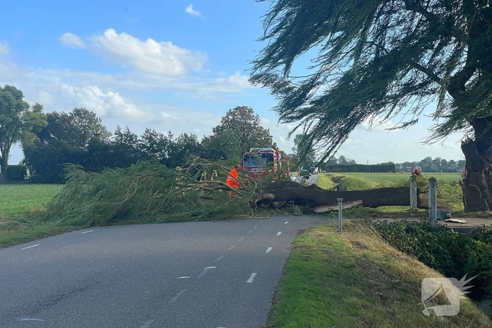 Omgevallen boom leidt tot verkeershinder