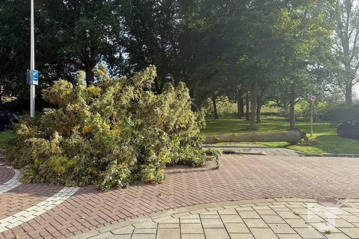 Storm legt boom op weg