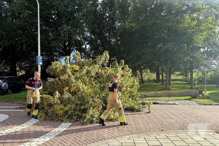 Storm legt boom op weg