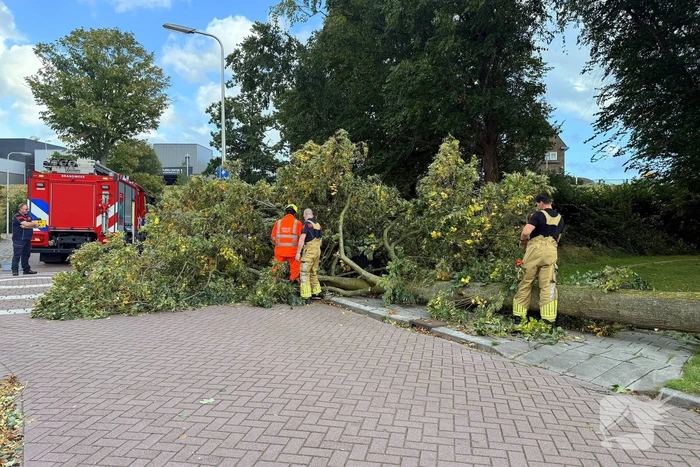 Storm legt boom op weg