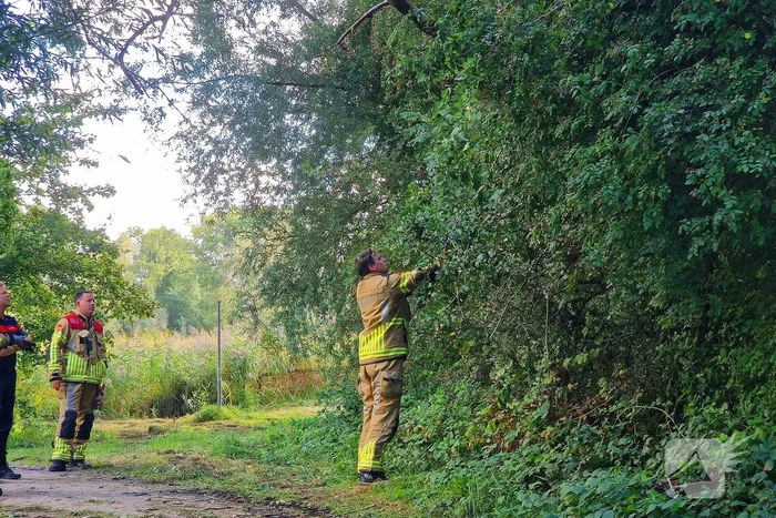 Buurtbewoners alarmeren brandweer om geknakt takje