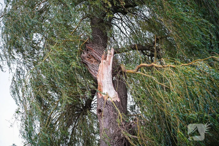 Groot deel van boom belandt in speeltuin