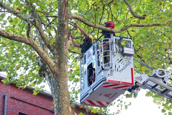 Brandweer verwijdert takken uit boom na natuurincident