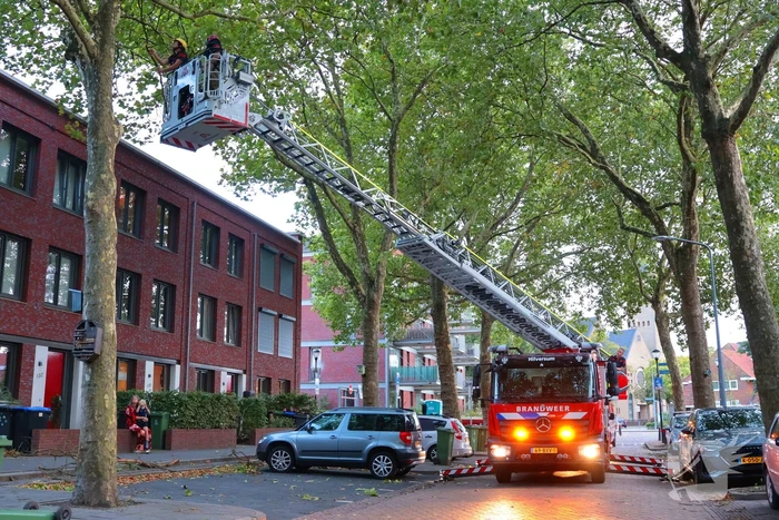 Brandweer verwijdert takken uit boom na natuurincident
