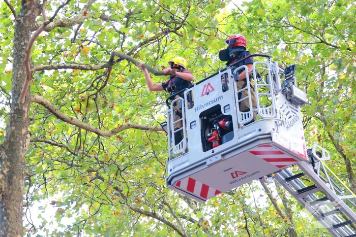Brandweer verwijdert takken uit boom na natuurincident