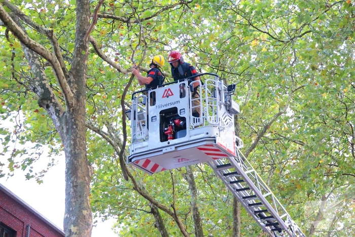 Brandweer verwijdert takken uit boom na natuurincident