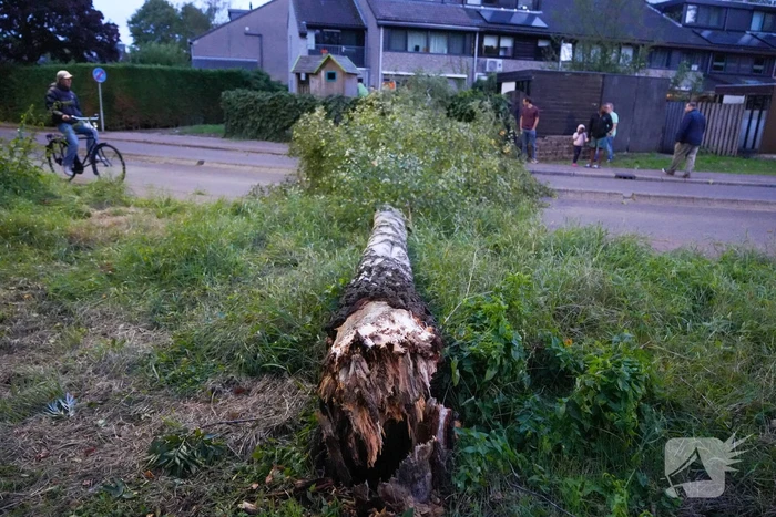 Boom blokkeert weg na zware wind