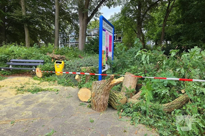 Omgevallen de boom mist fietser op haar na