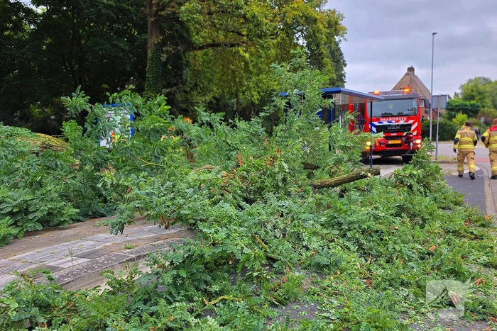 Omgevallen de boom mist fietser op haar na