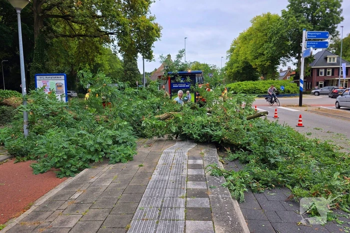 Omgevallen de boom mist fietser op haar na