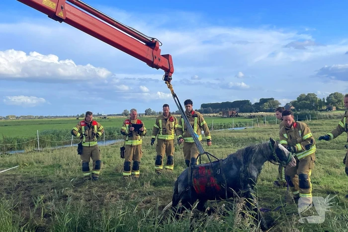 Brandweer takelt paard uit water