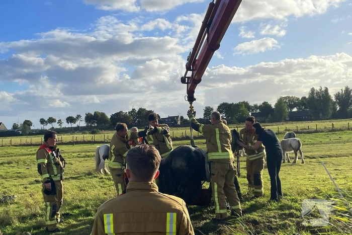 Brandweer takelt paard uit water