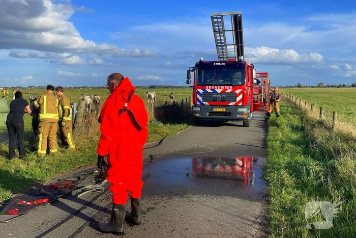 Brandweer takelt paard uit water