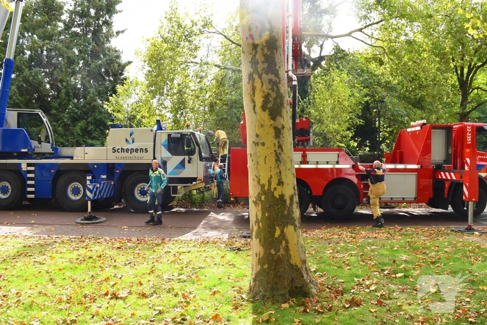 Man overlijdt na ongeluk tijdens boom snoeien