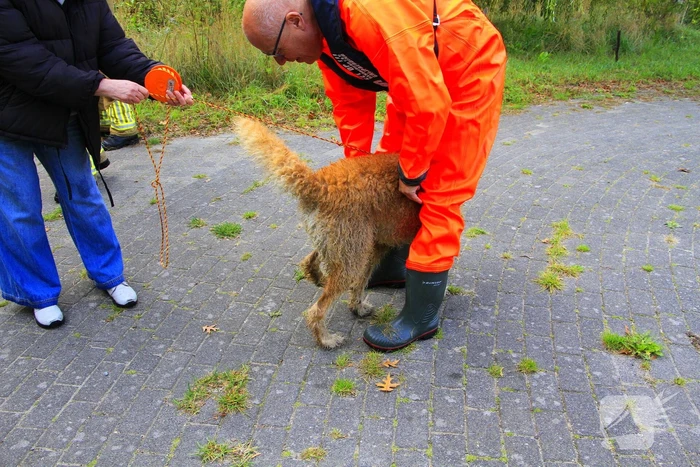Hondje Rex gered uit water