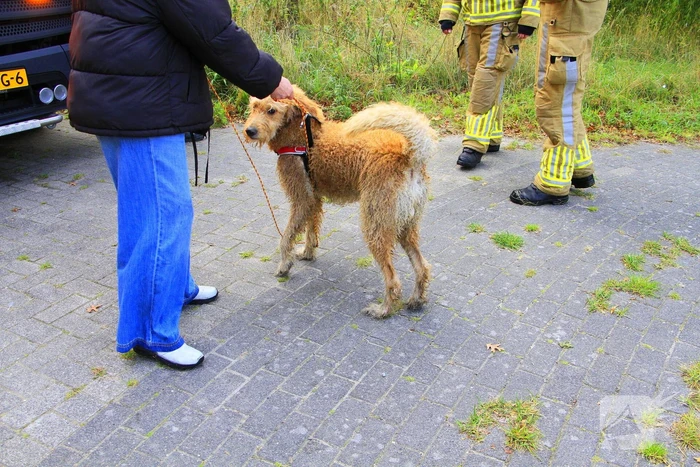 Hondje Rex gered uit water