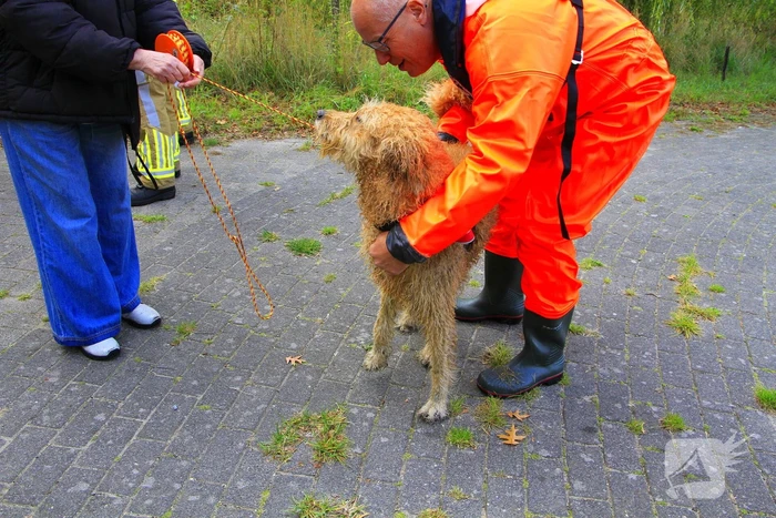 Hondje Rex gered uit water