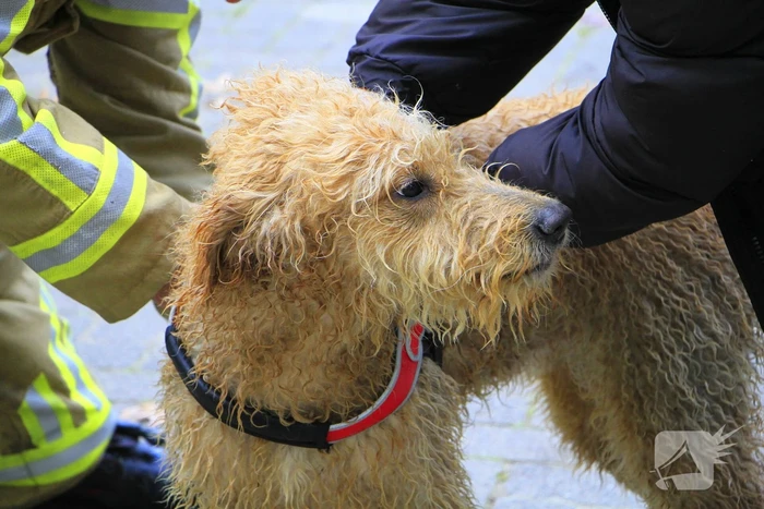 Hondje Rex gered uit water