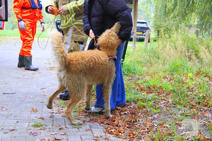 Hondje Rex gered uit water