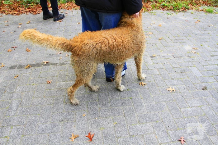 Hondje Rex gered uit water