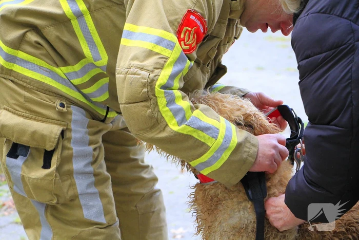 Hondje Rex gered uit water