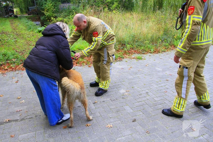 Hondje Rex gered uit water