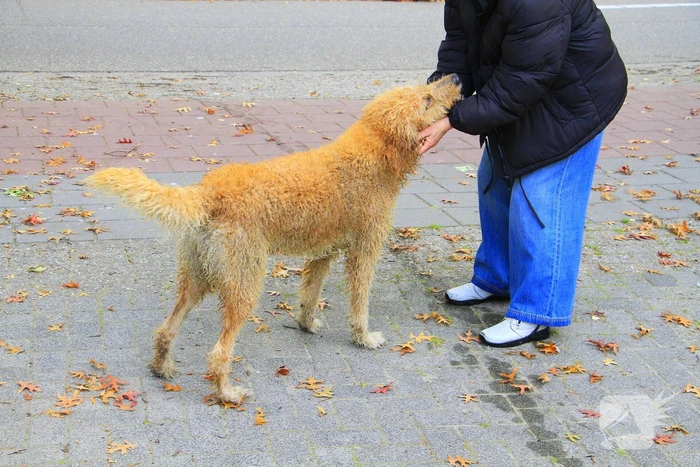 Hondje Rex gered uit water