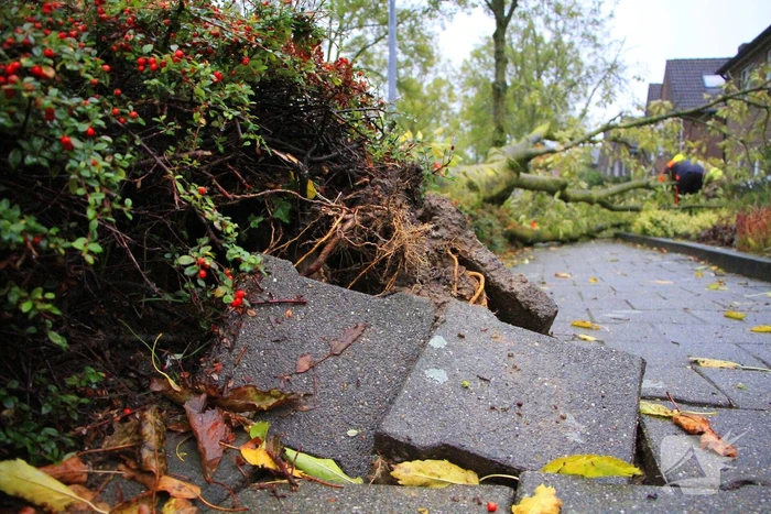 Storm veroorzaakt schade door omgevallen boom