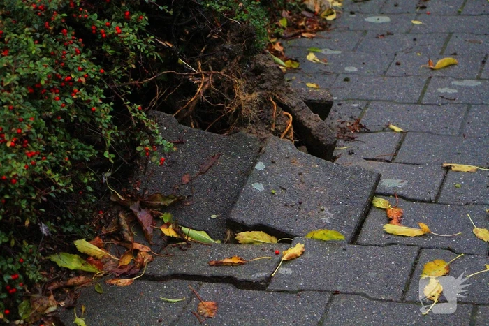 Storm veroorzaakt schade door omgevallen boom