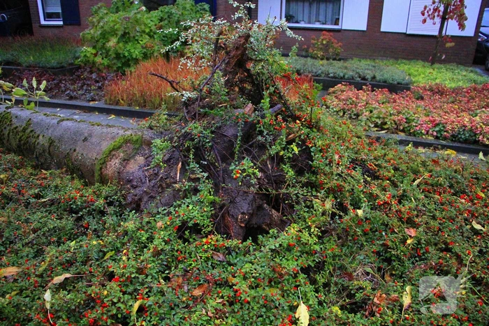 Storm veroorzaakt schade door omgevallen boom