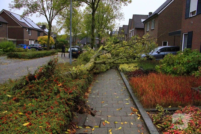 Storm veroorzaakt schade door omgevallen boom