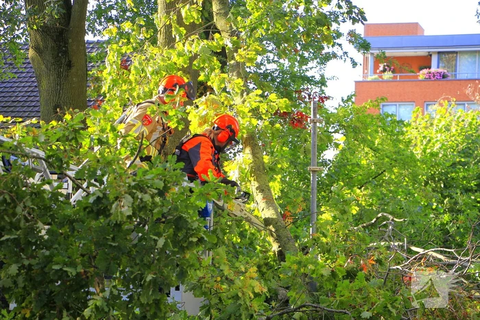 natuur doctor kuyperstraat weert