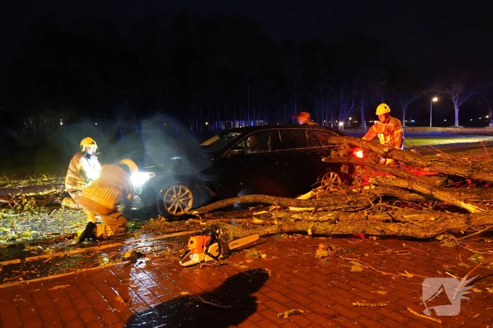 Boom valt op auto