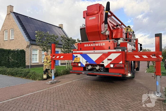 Duif vast aan dakpan