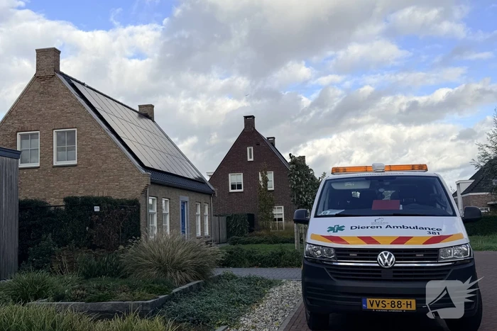 Duif vast aan dakpan