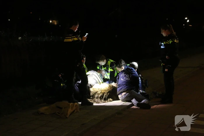 Ontsnapte emoe houdt politie bezig