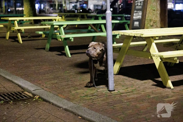 Steekincident leidt tot ziekenhuisopname